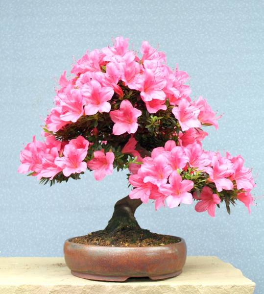 180 Bonsai Love ideas | bonsai, bonsai garden, bonsai plants
